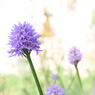 Orchis Italica