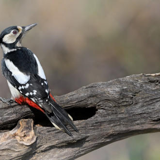 Dendrocopos Major