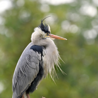 Ardea Cinerea