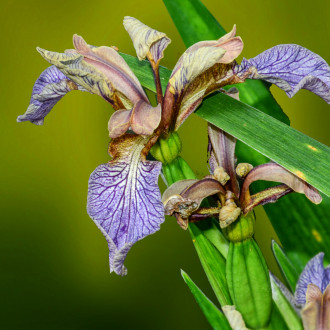Iris Foetidissima